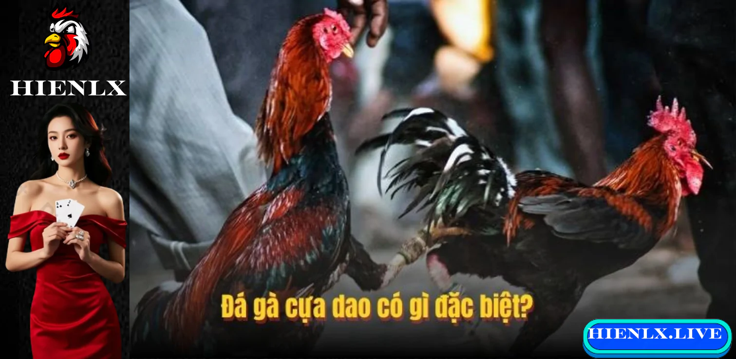 Trải nghiệm đá gà trực tiếp tại SV388