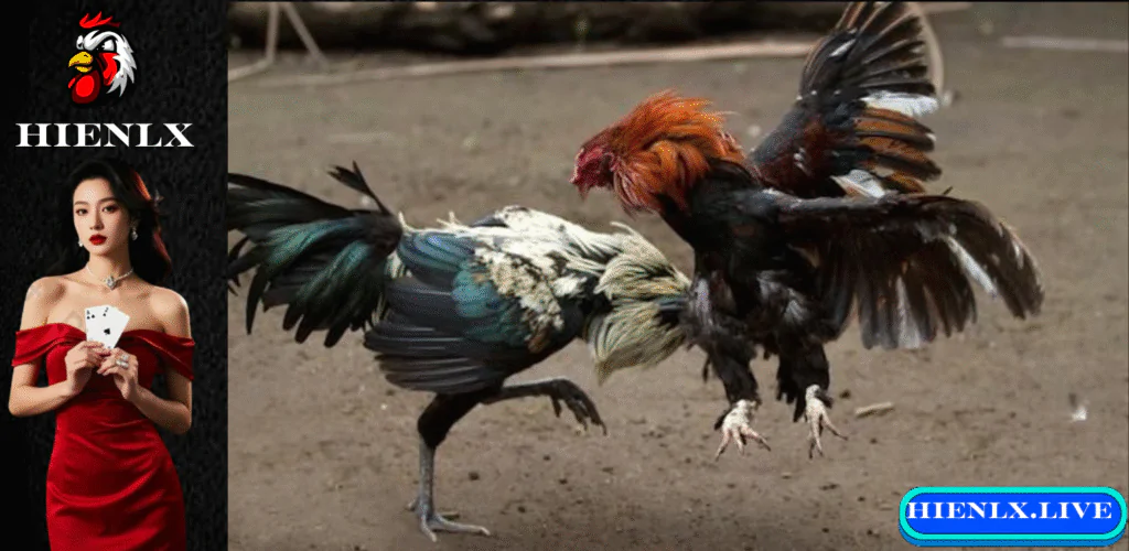 Trực Tiếp Đá Gà Mỹ - Hướng Dẫn Chi Tiết Và Kinh Nghiệm Xem