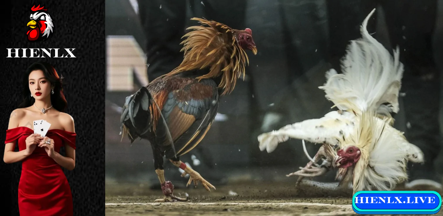 Hướng dẫn đăng ký và tham gia cá cược trên S128