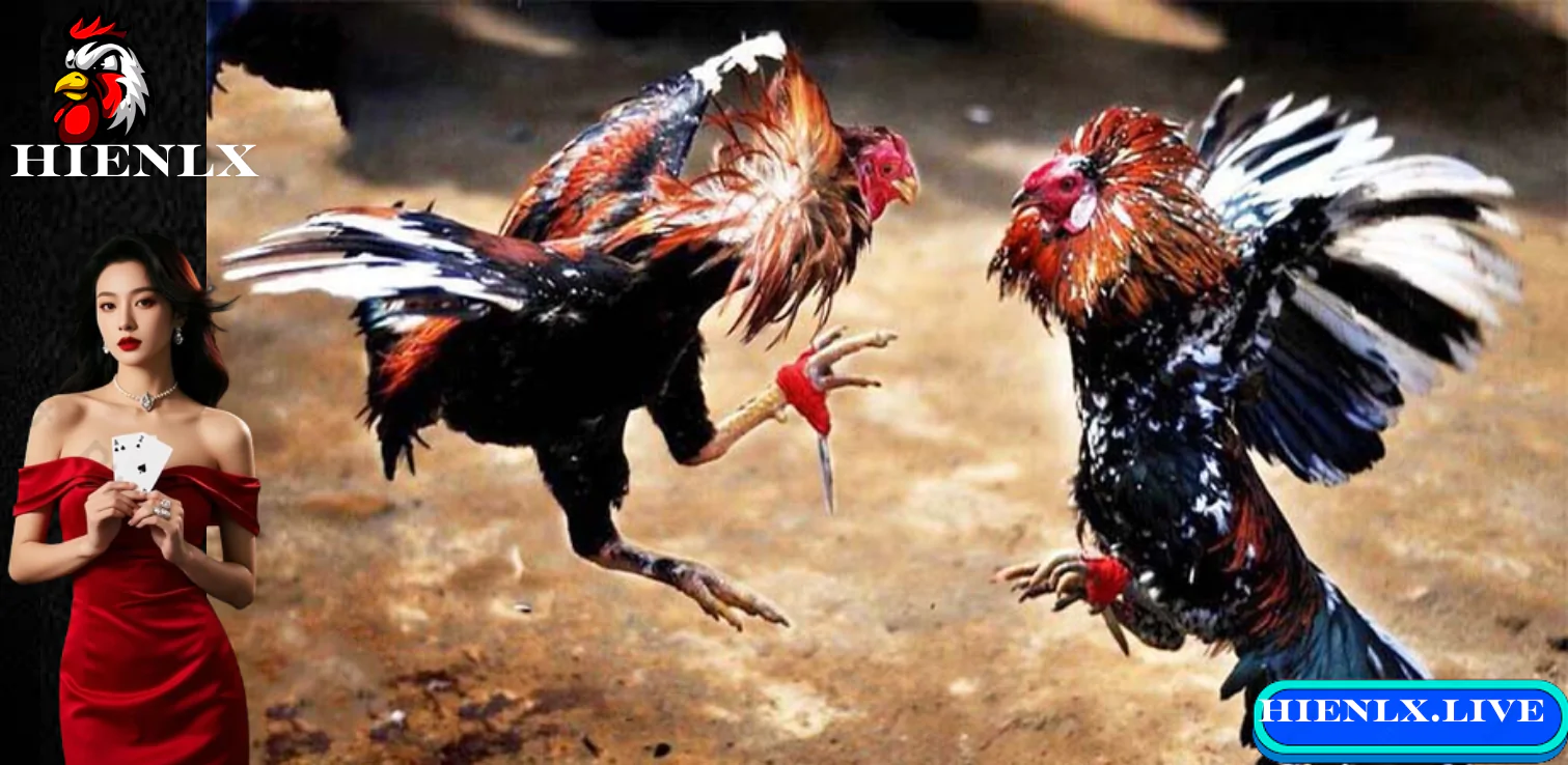 Mẹo và chiến lược khi cá cược đá gà S128