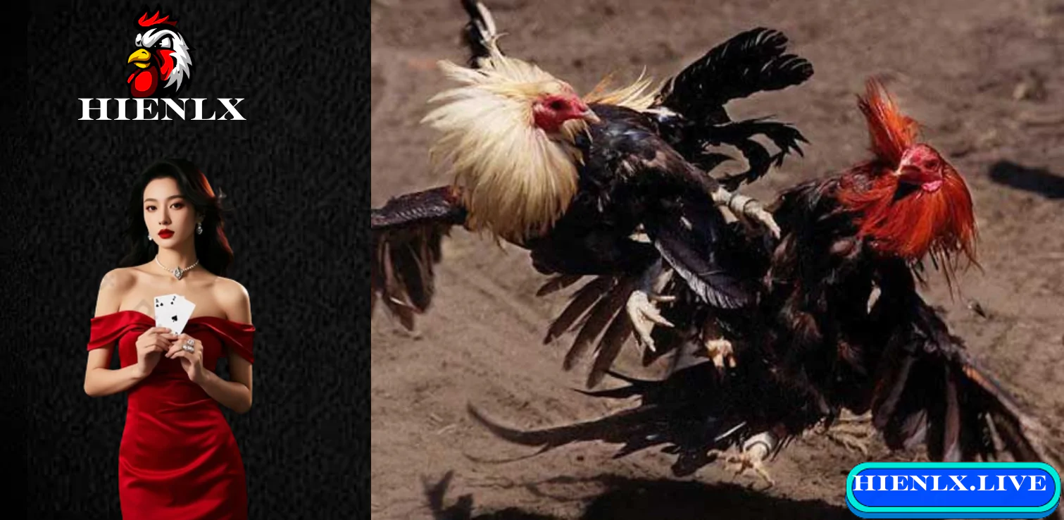 TẢI APP đá gà thomo sv388 s128 nhà cái hienlx.live 