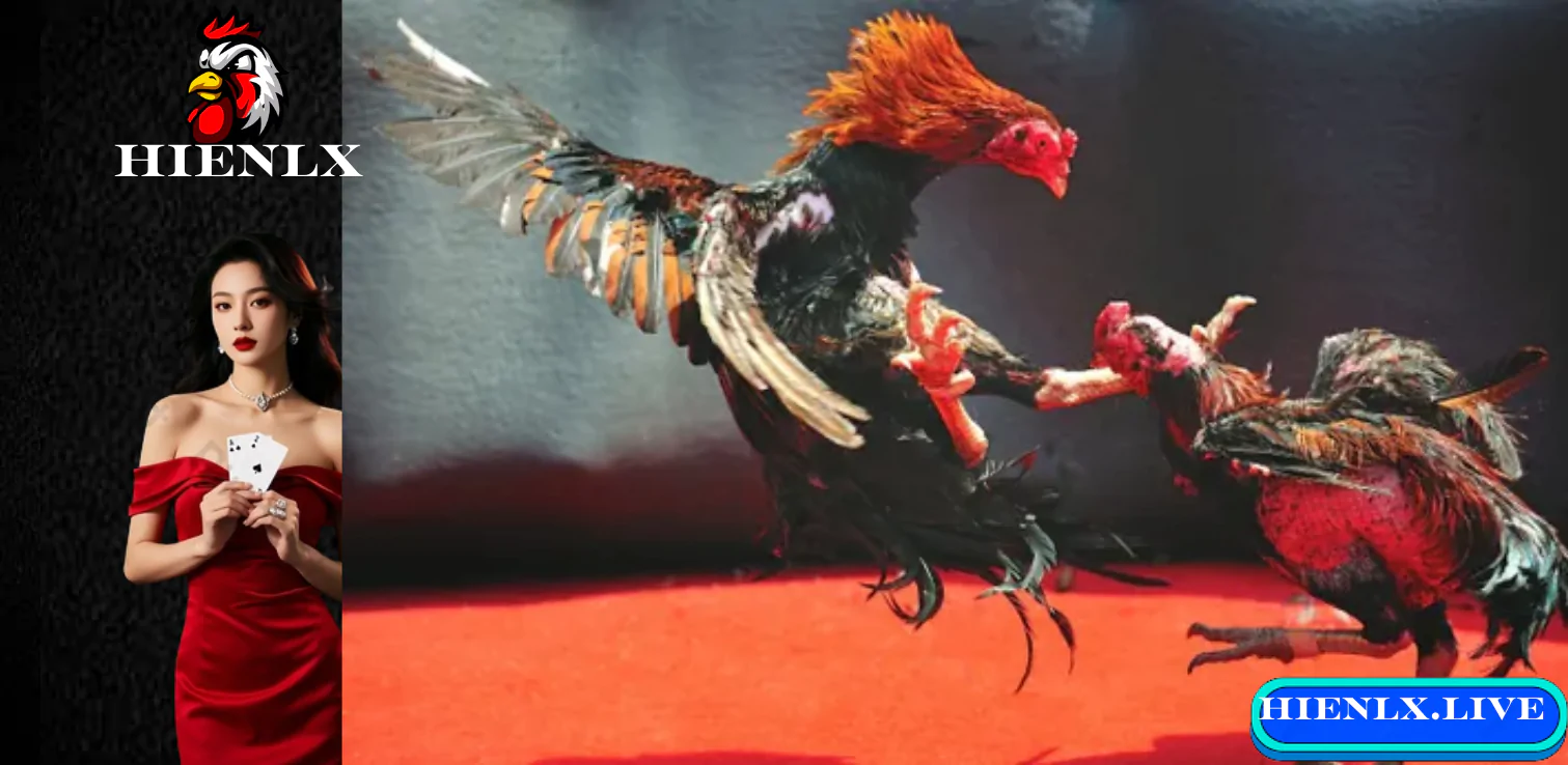 Trực Tiếp Đá Gà Đòn - Hienlx Trải Nghiệm Sân Chơi Uy Tín Và Hấp Dẫn