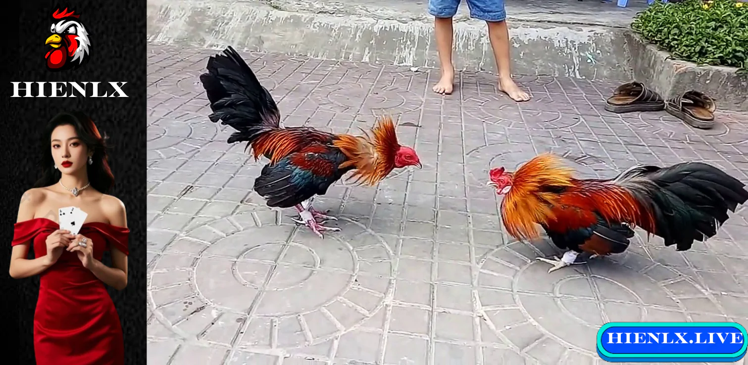 Trải nghiệm trực tiếp đá gà tre chất lượng cao Hienlx 