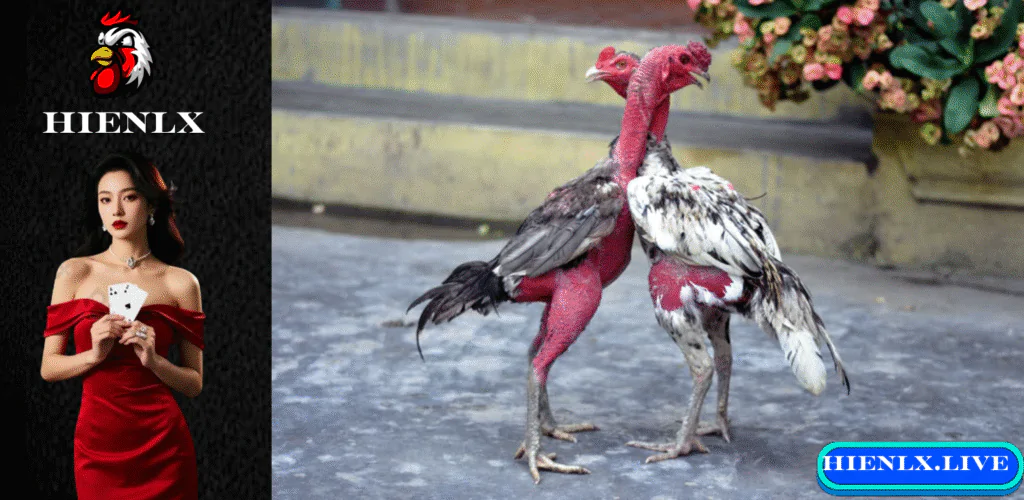 Hướng dẫn trải nghiệm trực tiếp đá gà chọi C1 HIENLX 