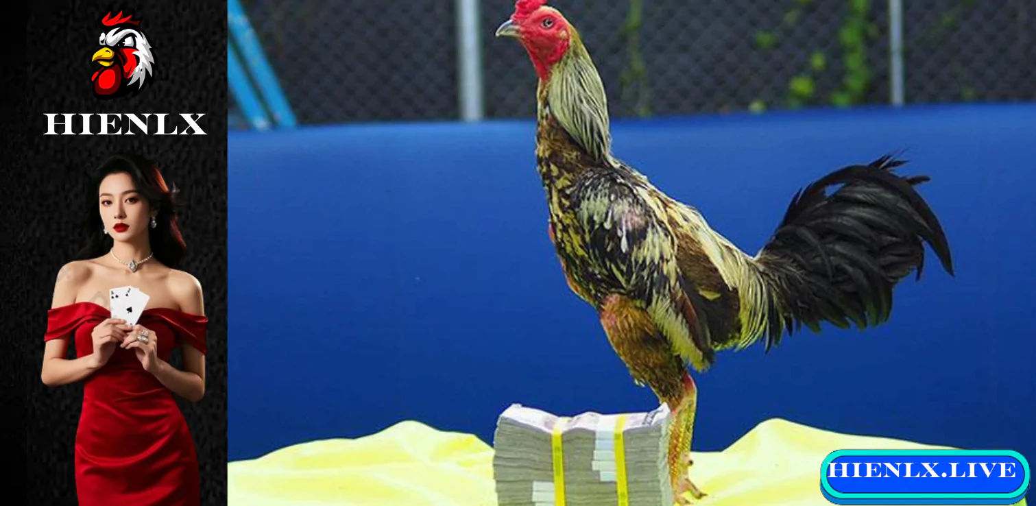 Hienlx.live Cách Nuôi Gà Đá Bo Lớn – Bí Quyết Tăng Sức Mạnh Và Bo Chuẩn