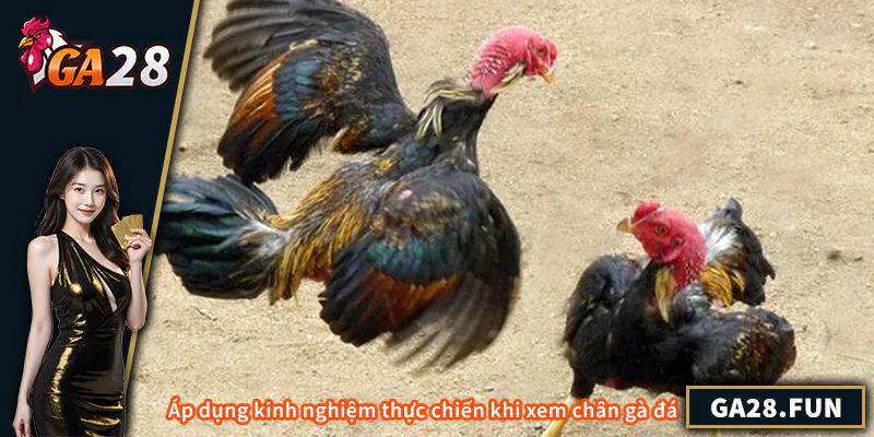 Áp dụng kinh nghiệm thực chiến khi xem chân gà đá