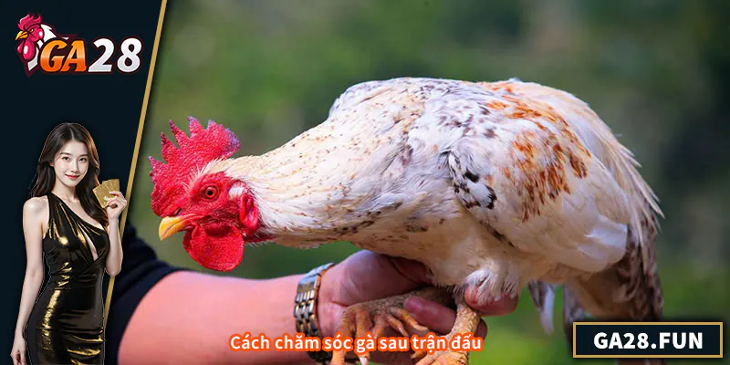 Cách chăm sóc gà sau trận đấu