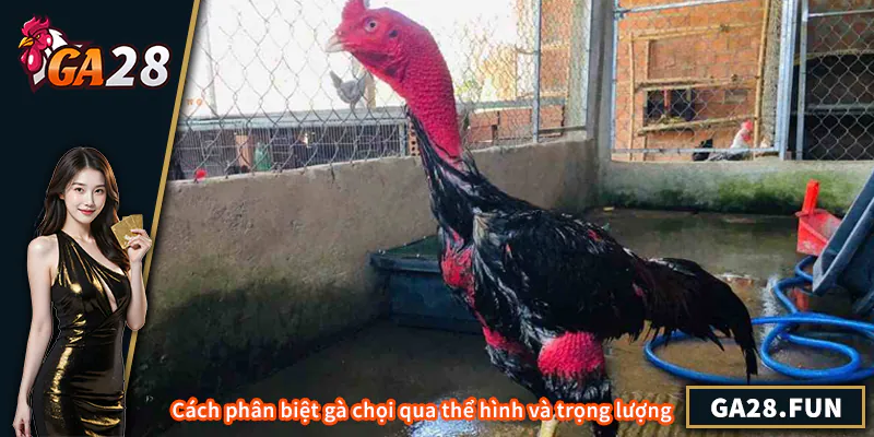 Cách phân biệt gà chọi qua thể hình và trọng lượng