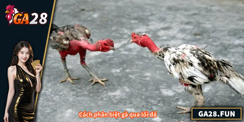 Cách phân biệt gà qua lối đá