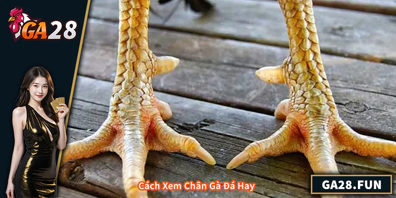 Cách Xem Chân Gà Đá Hay – Kinh Nghiệm Thực Chiến