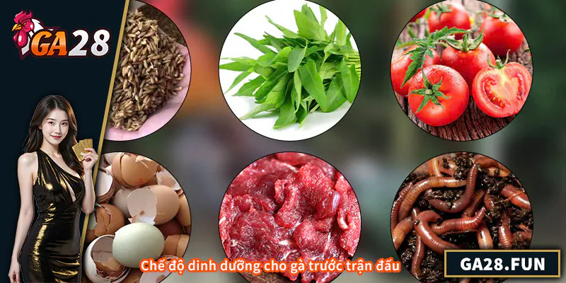 Chế độ dinh dưỡng cho gà trước trận đấu