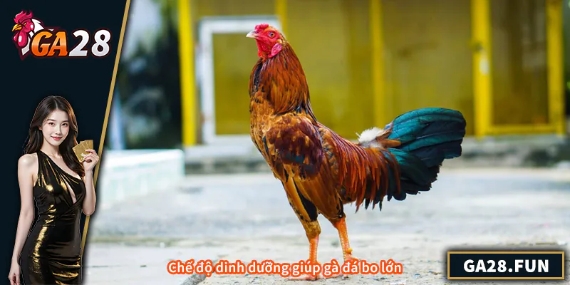 Chế độ dinh dưỡng giúp gà đá bo lớn