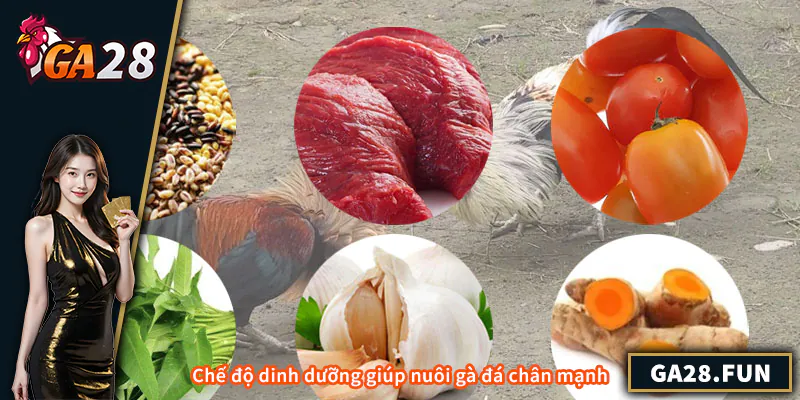 Chế độ dinh dưỡng giúp nuôi gà đá chân mạnh