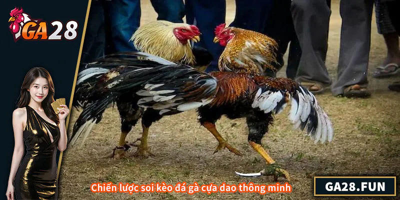 Chiến lược soi kèo đá gà cựa dao thông minh