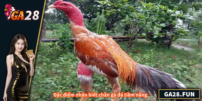 Đặc điểm nhận biết chân gà đá tiềm năng