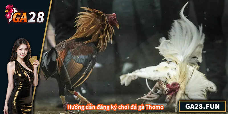 Hướng dẫn đăng ký chơi đá gà Thomo