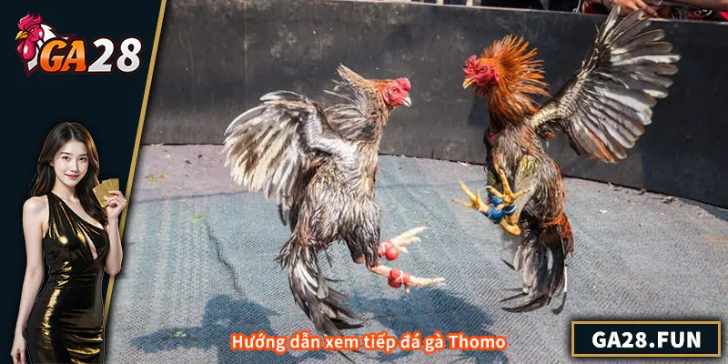 Hướng dẫn xem tiếp đá gà Thomo