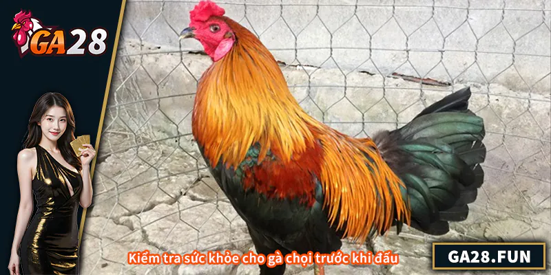 Kiểm tra sức khỏe cho gà chọi trước khi đấu