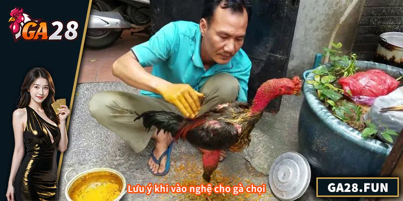 Lưu ý khi vào nghệ cho gà chọi