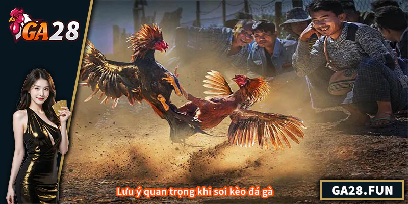 Lưu ý quan trọng khi soi kèo đá gà