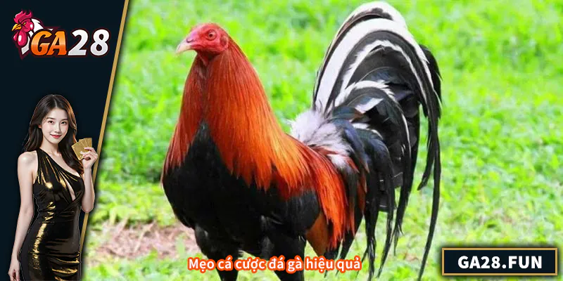 Mẹo cá cược đá gà hiệu quả