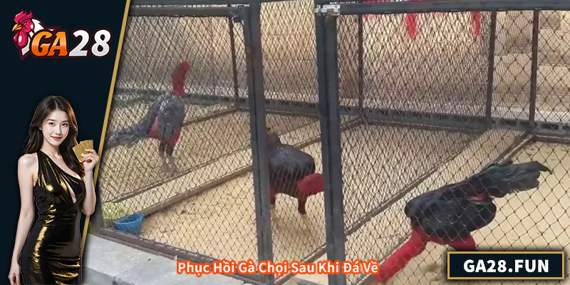 Phục Hồi Gà Chọi Sau Khi Đá Về – Bí Quyết Giúp Gà Khỏe Mạnh