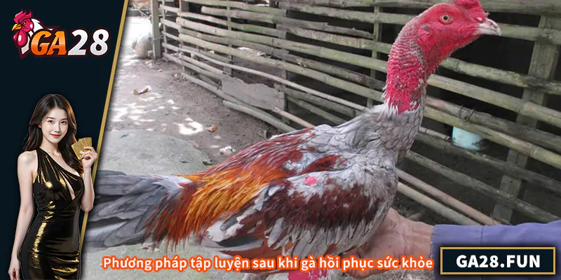 Phương pháp tập luyện sau khi gà hồi phục sức khỏe